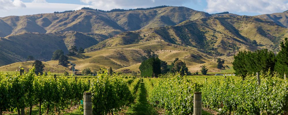 A view of the Vineyard with a lake in the background in New Zealand.